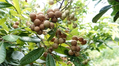 Varieti longan baharu berbuah sepanjang tahun, dijual dengan harga lebih 100,000 VND/kg.