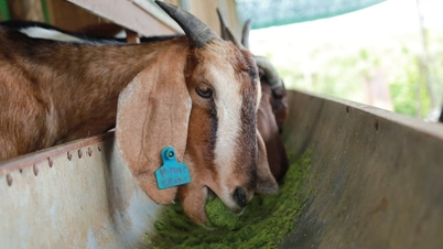 Membuka jalan untuk membangunkan produk kambing dan biri-biri yang memenuhi piawaian Halal.