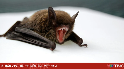 Kanadisk gutt dør av rabies etter kontakt med flaggermus.