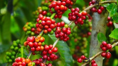 Kaffepriserne i dag, 3. juli 2026: Fortsætter med at stige kraftigt og når 92.000 VND/kg.