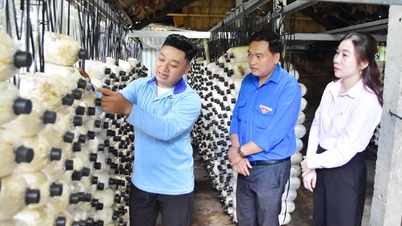 Mô hình trồng nấm ứng dụng công nghệ mở hướng cho thanh niên