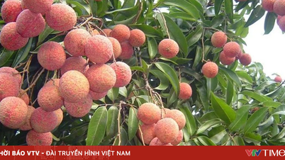 Bac Ninh, liçi satışlarından rekor bir gelir elde ederek 7,2 trilyon VND kazandı.