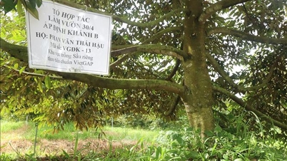 Meningkatkan nilai durian melalui penggunaan kode area tanam.