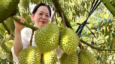 Một chủ nhà vườn ở An Giang (địa phận Kiên Giang cũ) cứ tà tà bán sầu riêng giá gấp đôi, gấp 3, bí quyết là đây