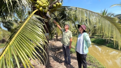 El coco con sabor a piña tiene un jugo dulce y refrescante y una pulpa suave y cremosa.