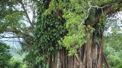 Le groupe de trois banians anciens de la commune de Tra Tap a été reconnu comme arbre du patrimoine vietnamien.