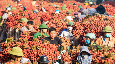 "Huono sato, mutta korkeat hinnat", Bac Ninh -litsi saavuttaa suuren menestyksen yli 7,2 biljoonalla VND:llä.