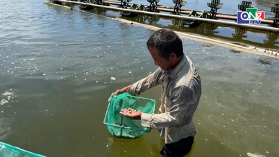 Het kweken van abalone met inachtneming van bioveiligheidsvoorschriften.