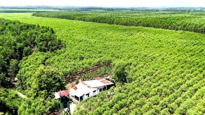 DONG NAI CITY AGRICULTURE AND ENVIRONMENT FUND PROMOTES FOREST DEVELOPMENT - Resources to support the restructuring of environmental infrastructure