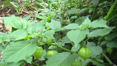 De toepassingen van een wilde vrucht die in Vietnam groeit, maar in Europa duur is.