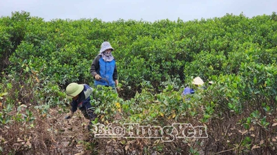 Mengubah tantangan iklim menjadi peluang pembangunan.