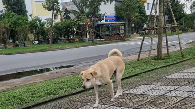 Cães e gatos abandonados serão levados para um abrigo centralizado.
