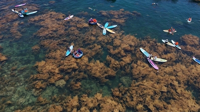 La rara bellezza del "campo dorato" nel mezzo del mare di Nhon Hai.