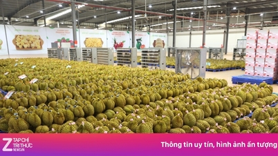 Les prix du durian s'effondrent ; le problème ne réside pas uniquement dans le marché.
