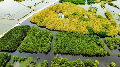 Lần đầu tiên diễn ra giải chạy tại rừng ngập mặn nổi tiếng xứ Huế