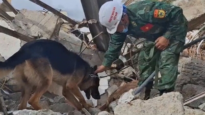 Vietnamese working dogs awarded the Order of Merit by Venezuela.