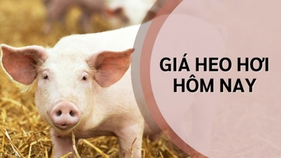 Prețurile cărnii de porc astăzi, 4 iulie: Creșteri și scăderi mixte, fluctuând în nord, revenind în sud, tranzacționându-se între 60.000 - 66.000 VND/kg.