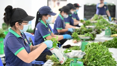 El futuro de la agricultura según las cooperativas con visión de futuro.