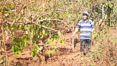 Gia Lai Coffee Companys sag om ligestilling: 130 husstande har endnu ikke underskrevet kontrakter.