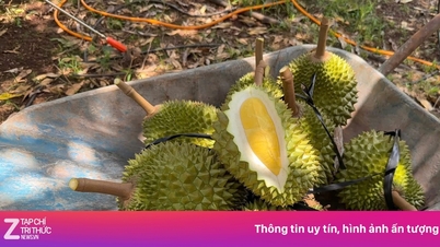 Gode ​​nyheder for durian-avlere.