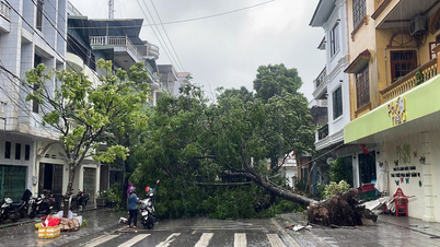 In Mong Cai bereikten de windstoten krachtsniveau 11, waardoor bomen werden ontworteld en daken werden afgerukt.