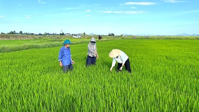Las orugas enrolladoras de las hojas de arroz amenazan los cultivos de arroz de verano y otoño; ¿qué métodos están utilizando los agricultores de la provincia de Ha Tinh para erradicarlas?