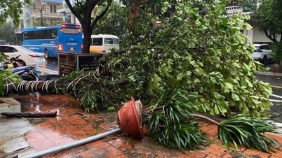 Tyfonen Maysak orsakade översvämningar och fällde träd i provinsen Quang Ninh under natten.