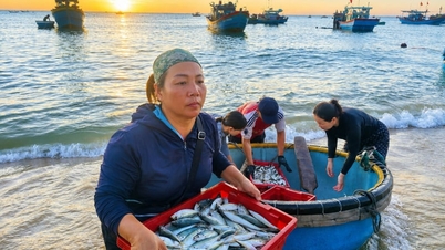 Na trhu s mořskými plody v Quang Tri (dříve součást provincie Quang Binh) se na břeh dovážejí čerstvé ryby a olihně, některé velké jako rozpětí dlaně.