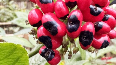 Kagumi khazanah negara, ginseng Ngoc Linh, apabila bijinya masak sehingga berwarna merah terang.