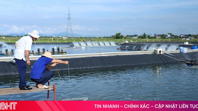 What are shrimp farmers in Ha Tinh doing in the face of this "double pressure"?