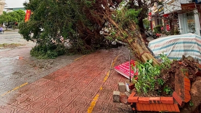 Quang Ninh: Tyfoon nummer 1 heeft in Mong Cai meer dan 850 bomen doen omvallen en veel huizen hun daken ontnomen.