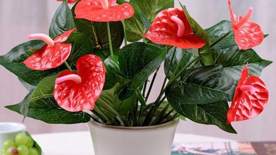 گیاهان فنگ شویی برای میز کار متولدین سال خروس، با توجه به سال تولدشان، آرامش را به ارمغان می آورند.