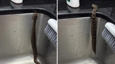 Monde animal : Les serpents venimeux s'accrochent aux surfaces verticales pour ramper vers le haut.