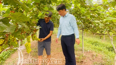 Gemeinde Hong Minh: Wenn Genossenschaften zum Kern der wirtschaftlichen Entwicklung werden