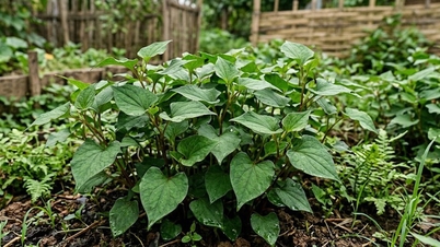 Houttuynia cordata – תרופה עממית המסייעת לטיפול בטחורים.
