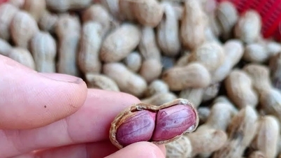 Estas semillas son consideradas el "rey de la nutrición", pero dos grupos de personas deberían evitarlas.