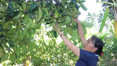 Ganhe renda extra com o cultivo de mangostões.