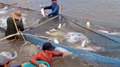 Úspěšný chov rybích specialit z řeky Mekong v nově založené obci v pobřežní oblasti bývalé provincie Ben Tre, nyní nové provincie Vinh Long.