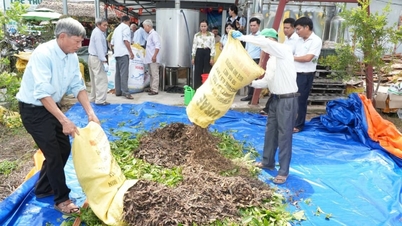Từ phế phẩm gây ô nhiễm, bã tràm ở Huế được “hô biến” thành phân hữu cơ
