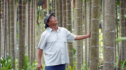 Kebun pinang khusus ini menghasilkan miliaran dong setiap tahunnya.