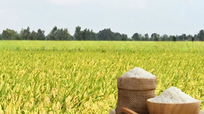 Prețurile orezului astăzi, 6 iulie 2026: orezul OM 18 a crescut cu 500 VND/kg.