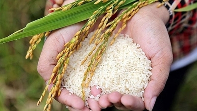 قیمت برنج امروز، 6 ژوئیه 2026: قیمت برنج صادراتی همچنان بالاست.