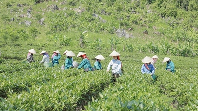 Điện Biên: Hướng thoát nghèo từ cây chè của bà con bản Co Hón, xã Mường Lạn