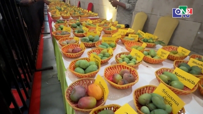 Een mangoparadijs in het hart van New Delhi.