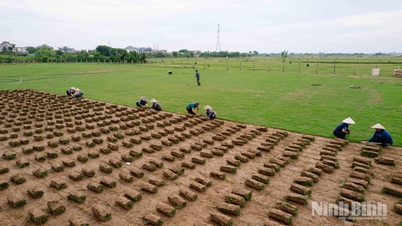 Nam Hong membangunkan industri penanaman rumput hiasan di tanah aluvium.