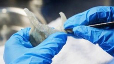 Khanh Hoa fördert den Medizintourismus: Entwicklung von Gesundheitsprodukten aus Vogelnest und Adlerholz.