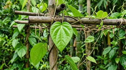 4 pengobatan herbal untuk penggunaan luar guna membantu mengobati wasir.