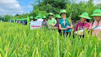 Două soiuri de orez de la ThaiBinh Seed deschid calea pentru orezăriile din Cao Bang.