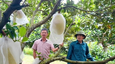 Kasvattamalla outoa jackfruit-lajiketta, jolla on valtava, kirkkaanpunainen hedelmäliha ja uskomattoman makea maku, maanviljelijä Quang Binhissä (nykyisin Quang Tri) ansaitsee 600 miljoonaa Vietnamin dongia vuodessa.