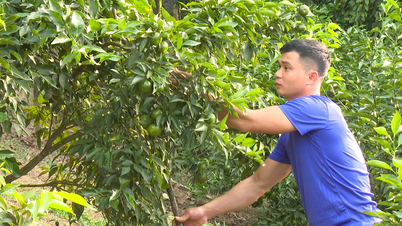 The area planted with orange trees has reached over 2,400 hectares.